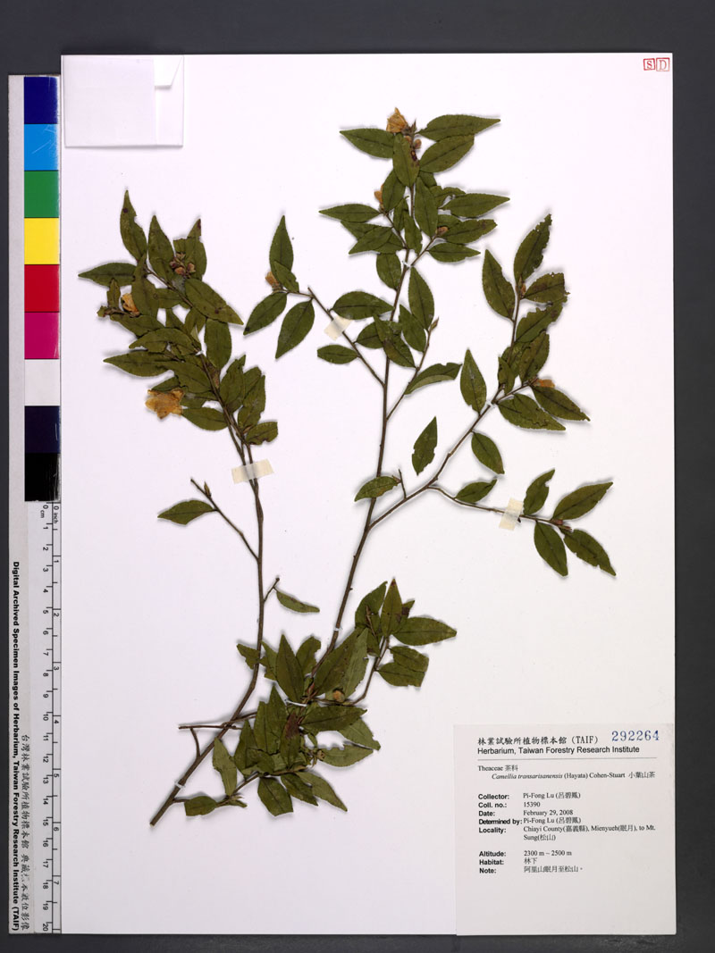 Camellia transarisanensis (Hayata) Cohen-Stuart 小葉山茶