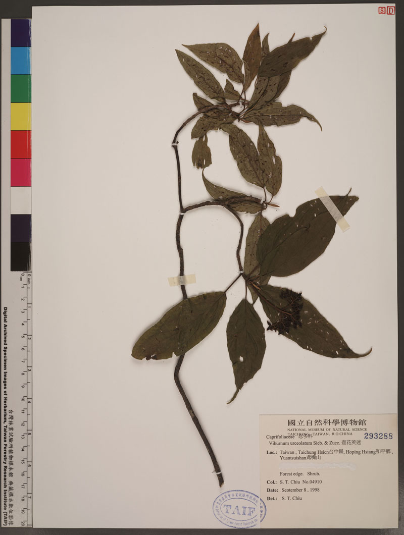 Viburnum urceolatum Sieb. et Zucc. 臺灣莢迷