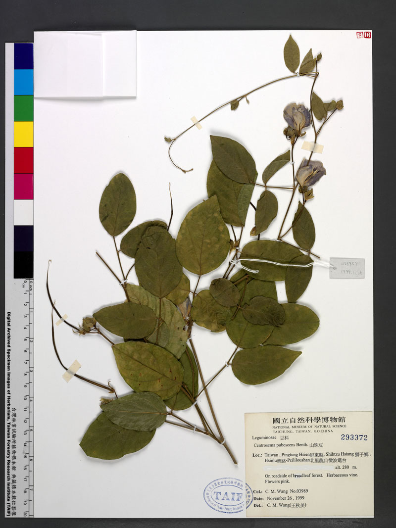 Centrosema pubescens Benth. 山珠豆