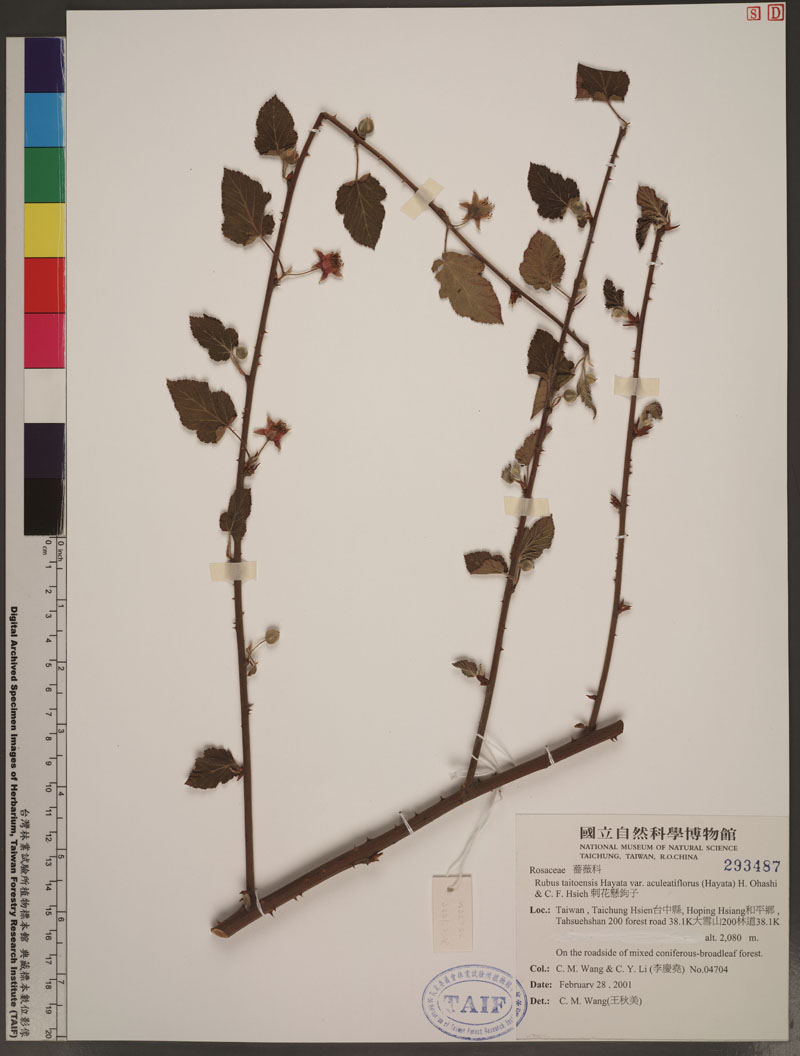 Rubus taitoensis Hayata var. aculeatiflorus (Hayata) H. Ohashi & Hsieh 刺花懸鉤子