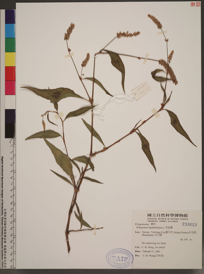 Polygonum lapathifolium L. 早苗蓼