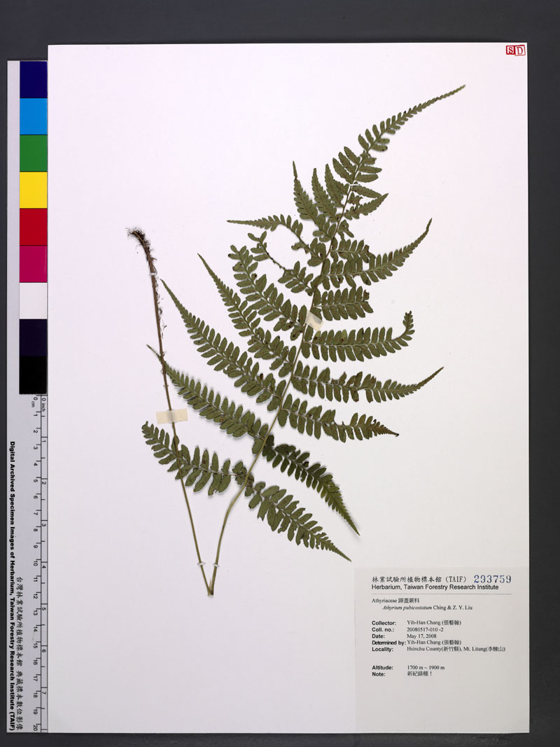 Athyrium pubicostatum Ching & Z. Y. Liu 假軸果蹄蓋蕨