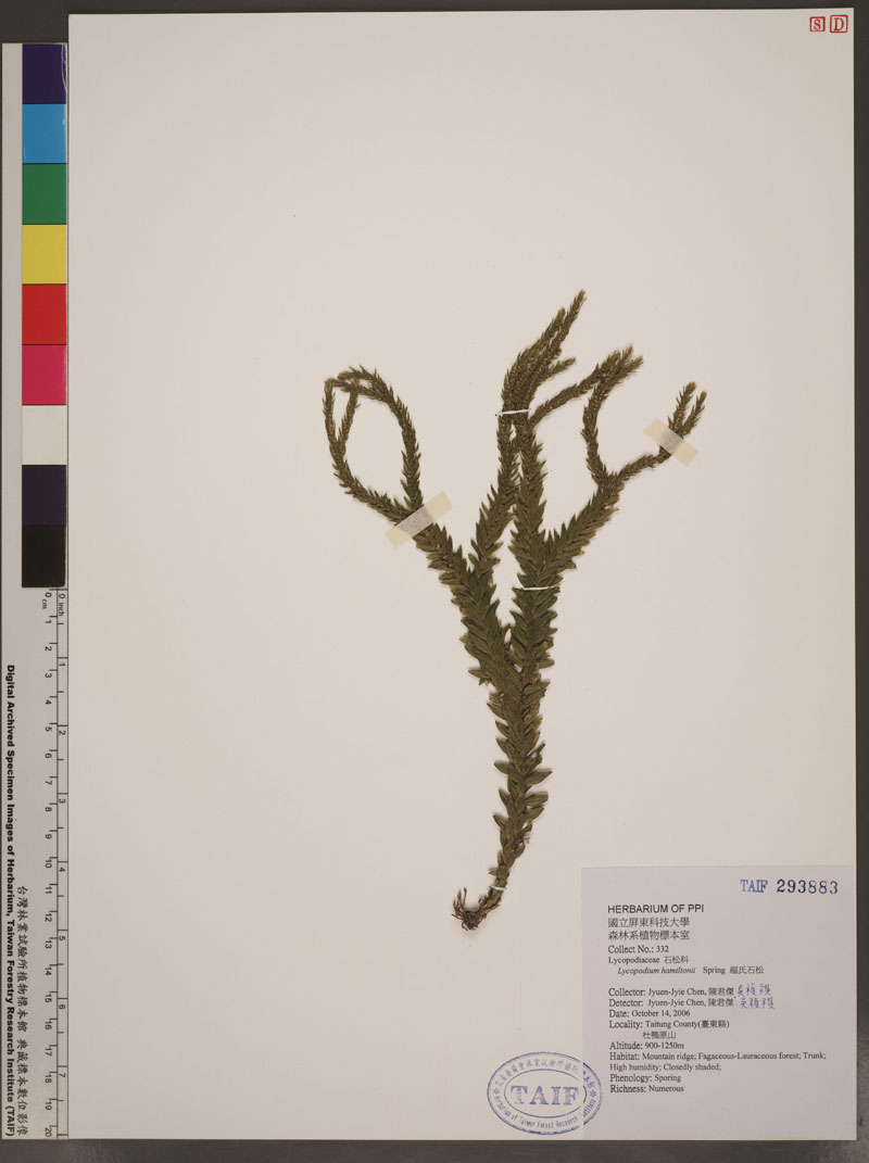Lycopodium hamiltonii Spring 福氏石松