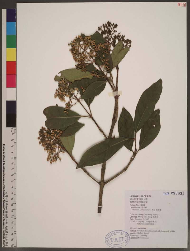 Viburnum odoratissimum Ker Gawl. 珊瑚樹