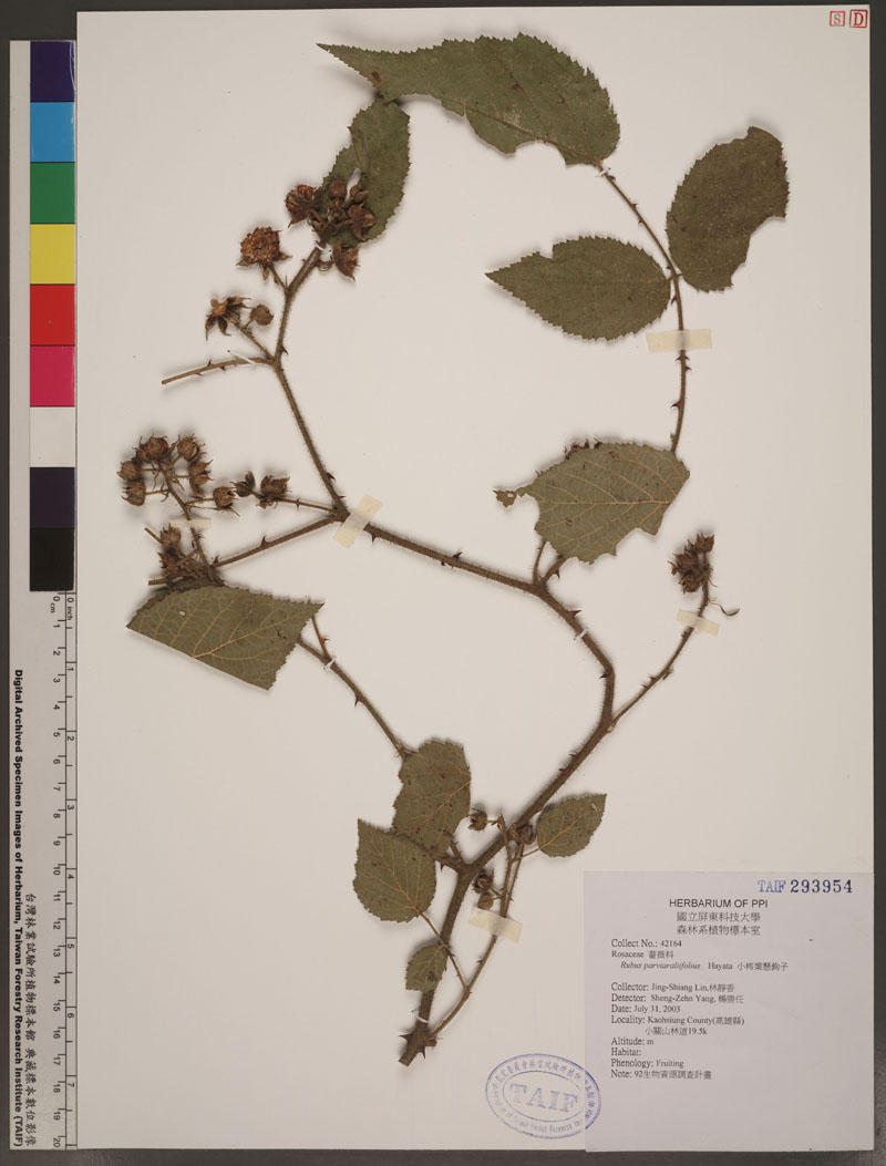 Rubus parviaraliifolius Hayata 小梣葉懸鉤子