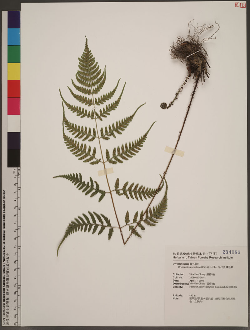 Dryopteris subexaltata (Christ) C. Chr. 早田氏鱗毛蕨