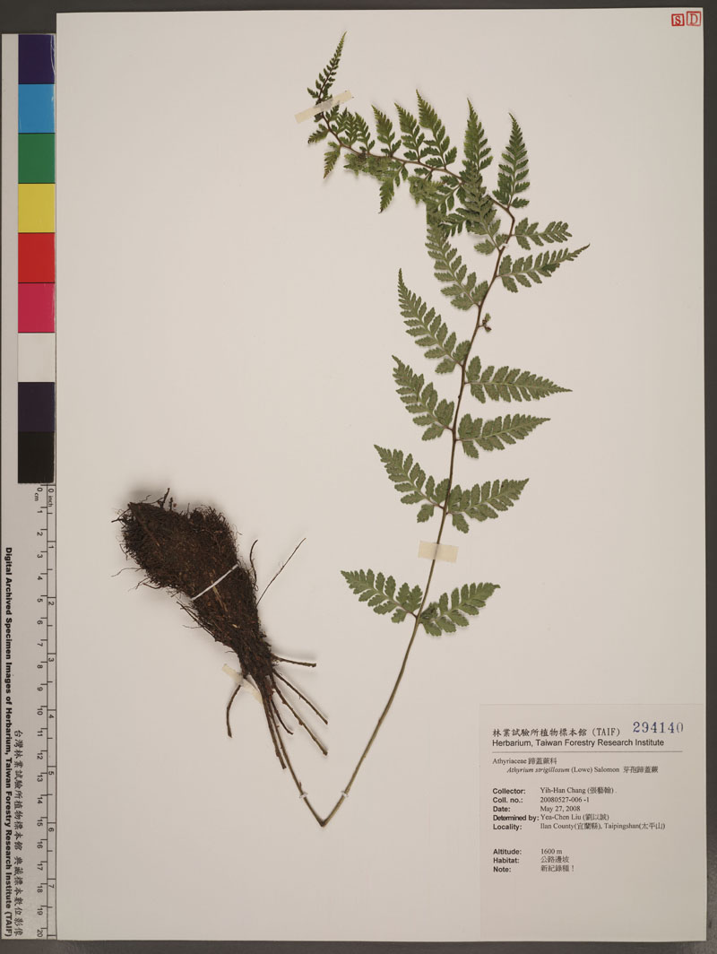 Athyrium strigillosum (T. Moore ex E. J. Lowe) Salomon 芽孢蹄蓋蕨