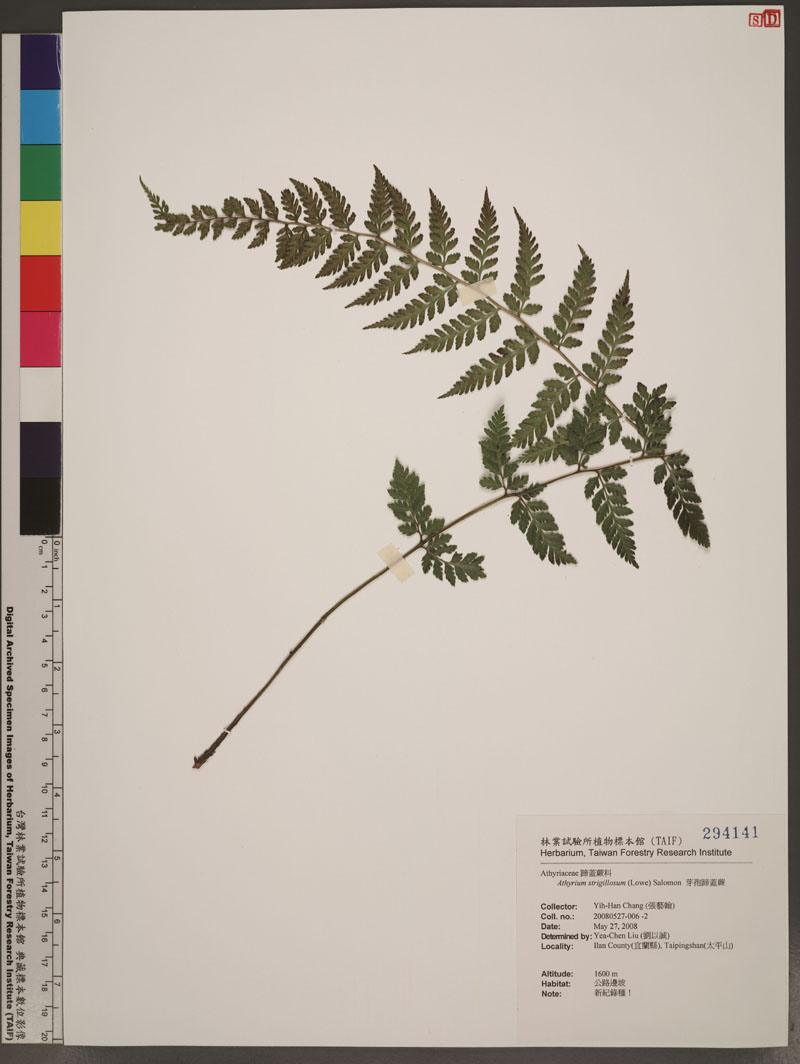 Athyrium strigillosum (T. Moore ex E. J. Lowe) Salomon 芽孢蹄蓋蕨