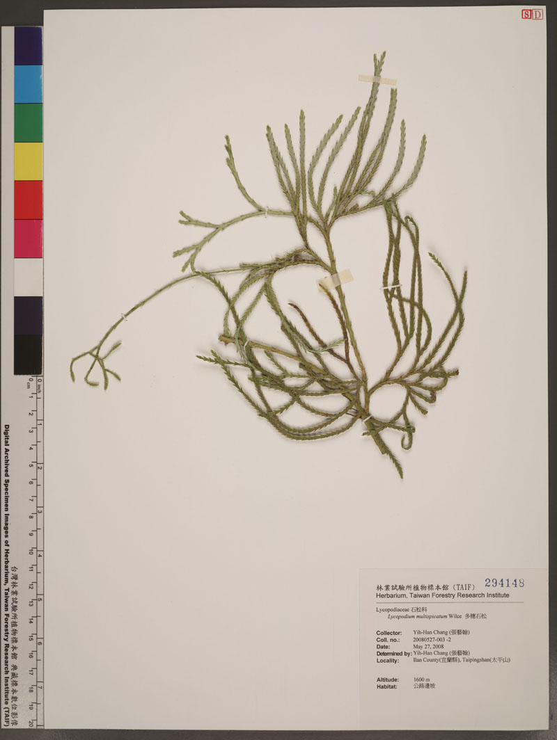 Lycopodium multispicatum J. H. Wilce 多穗石松