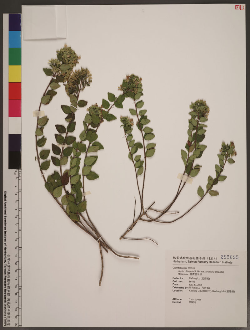 Abelia chinensis R. Br. var. ionandra (Hayata) Masamune 臺灣糯米條