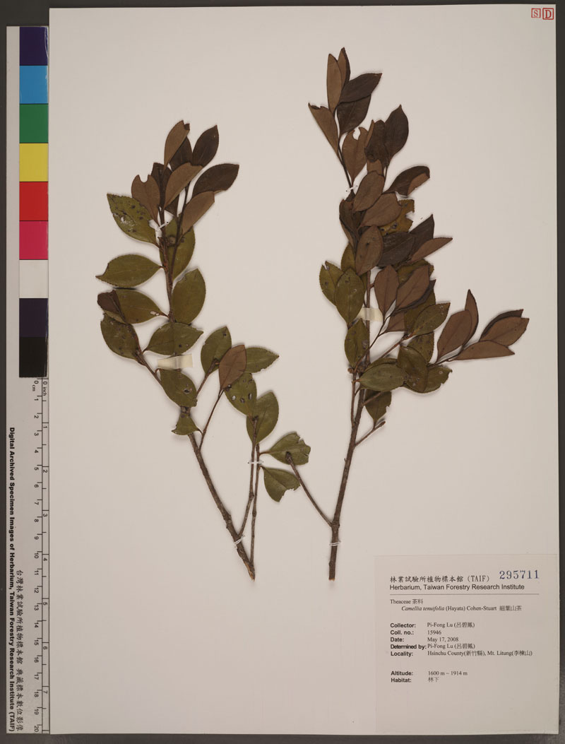 Camellia tenuifolia (Hayata) Cohen-Stuart 細葉山茶
