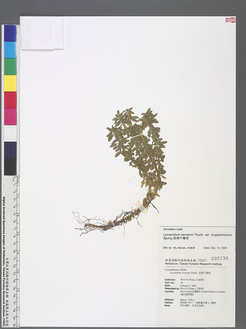 Lycopodium serratum Thunb. var. longipetiolatum Spring 長柄千層塔