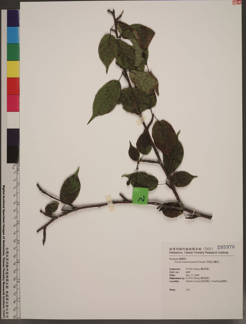 Prunus transarisanensis Hayata 阿里山櫻花