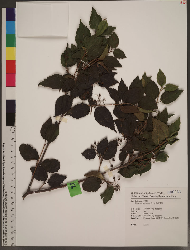 Viburnum luzonicum Rolfe 呂宋莢迷