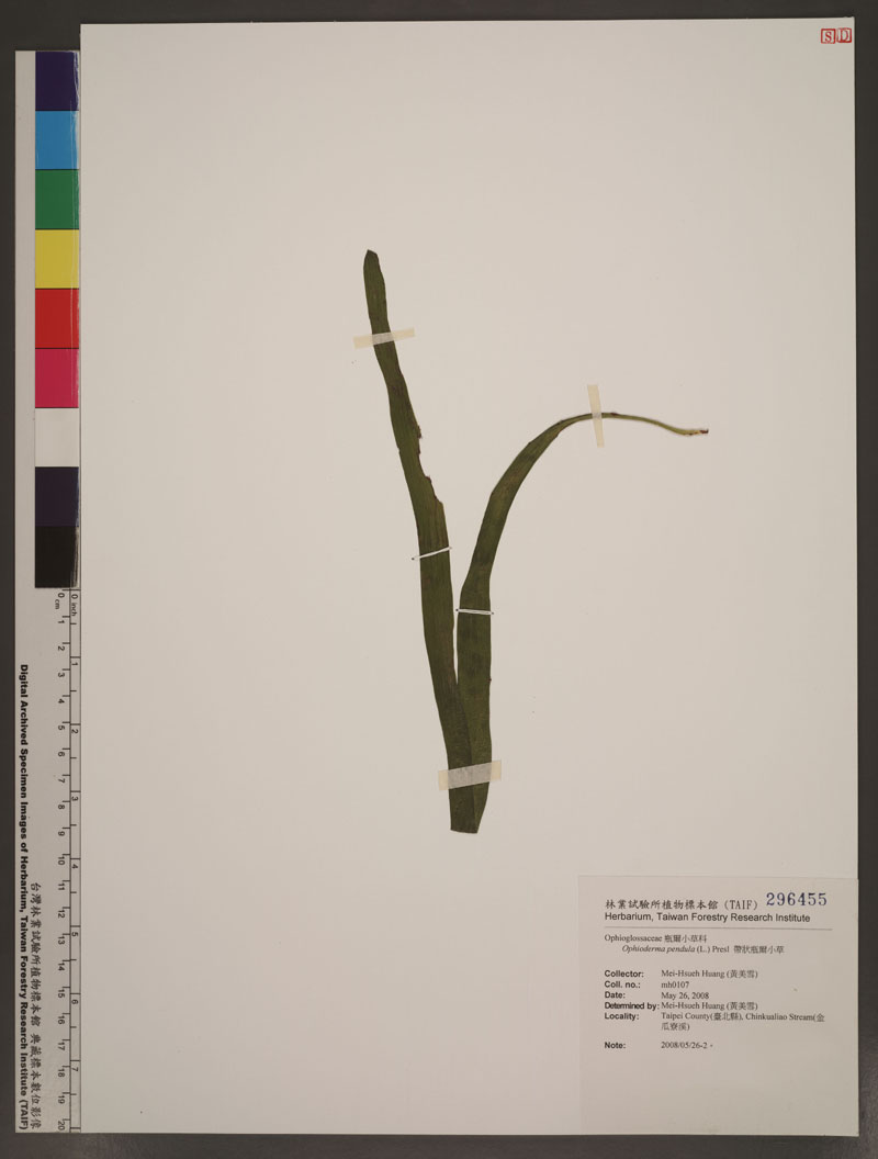 Ophioderma pendula (L.) C. Presl 帶狀瓶爾小草