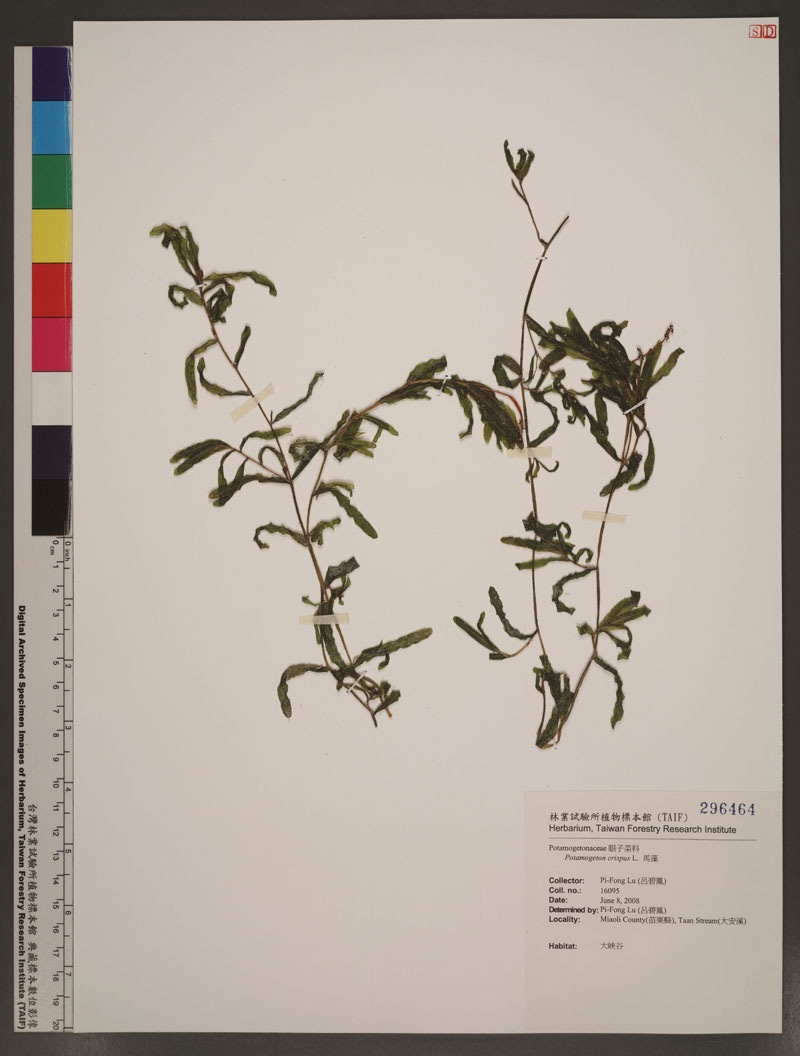 Potamogeton crispus L. 馬藻