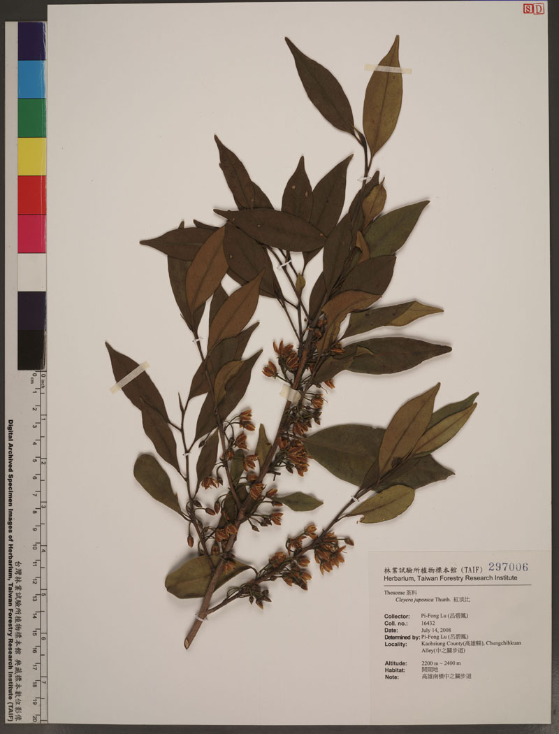 Cleyera japonica Thunb. 紅淡比