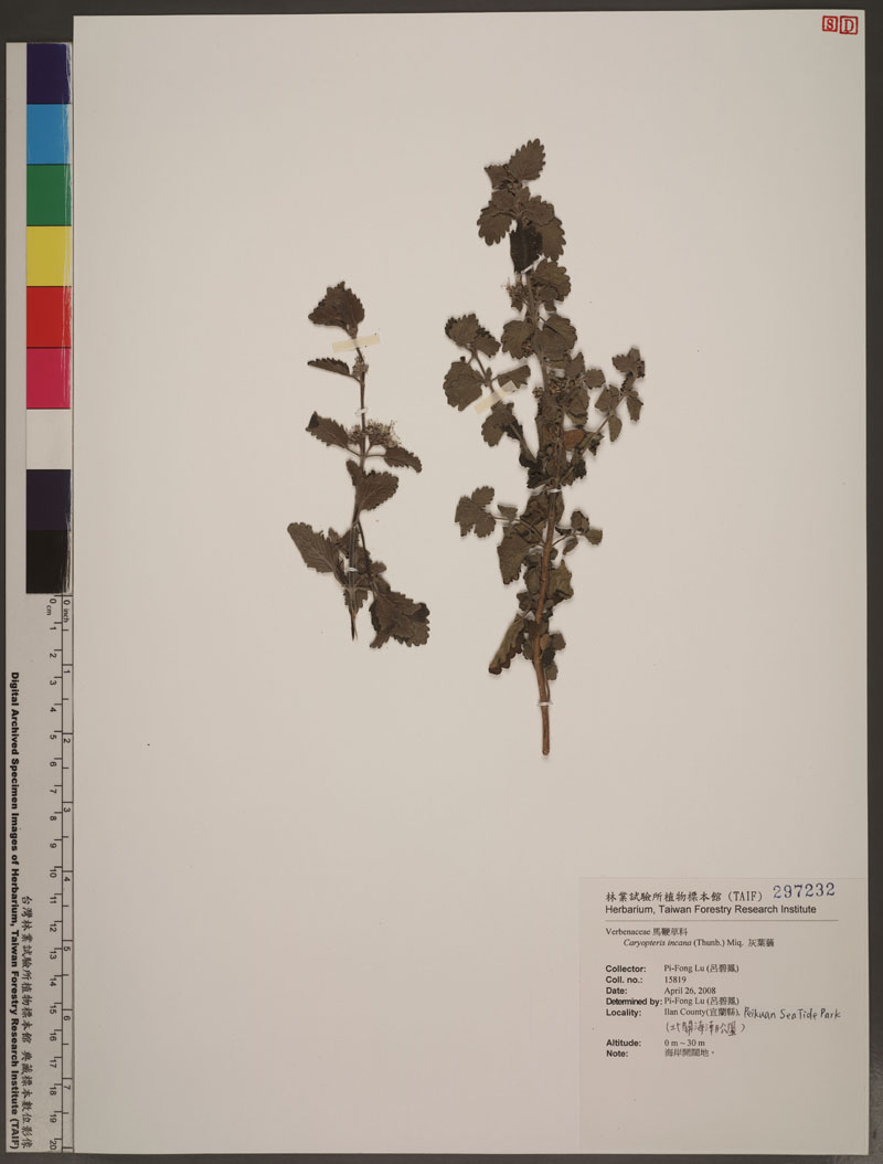 Caryopteris incana (Thunb.) Miq. 灰葉蕕