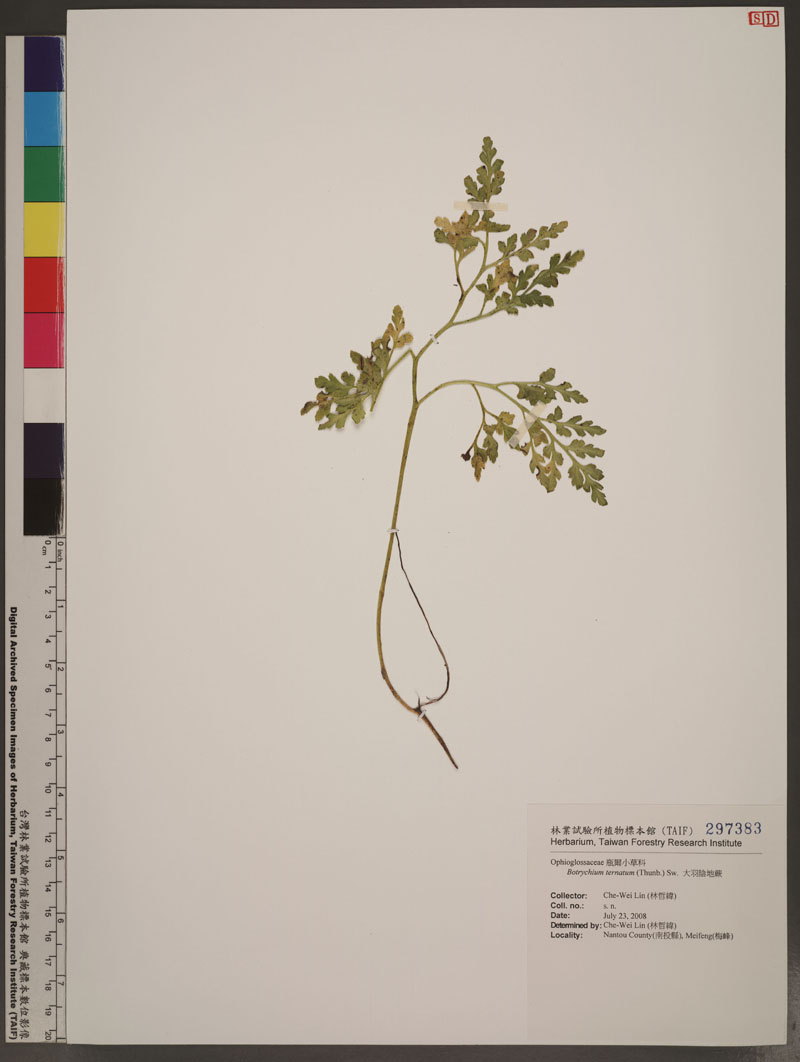 Botrychium ternatum (Thunb.) Sw. 大羽陰地蕨
