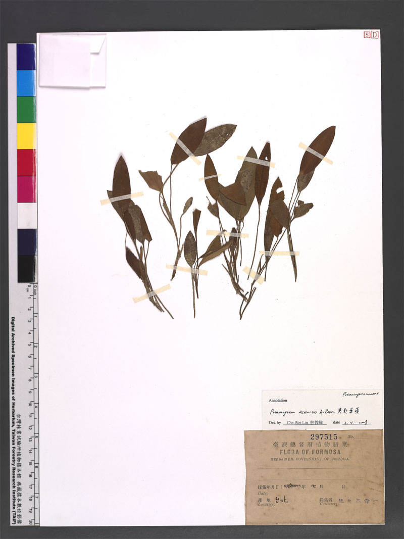 Potamogeton distinctus Bennett 異匙葉藻