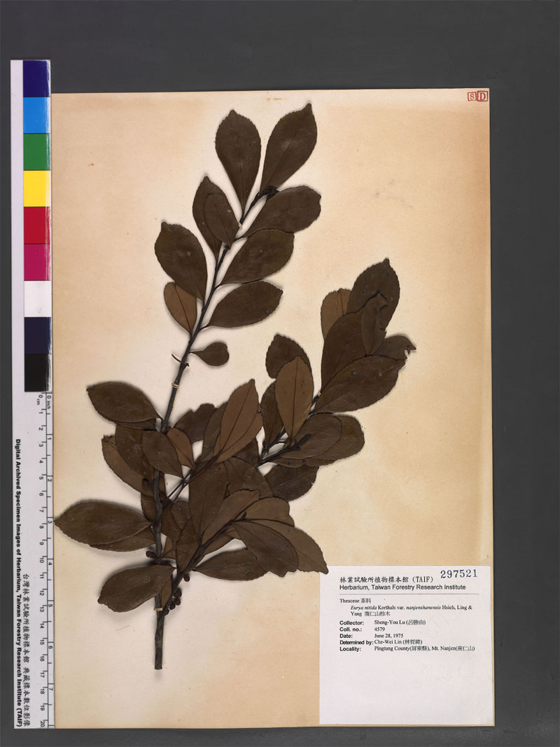 Eurya nitida Korthals var. nanjenshanensis C. F. Hsieh, L. K. Ling & Sheng Z. Yang 南仁山柃木