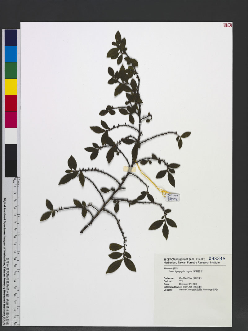 Eurya leptophylla Hayata 薄葉柃木