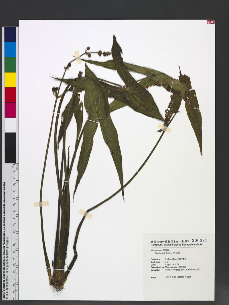 Sagittaria trifolia L. 野慈姑