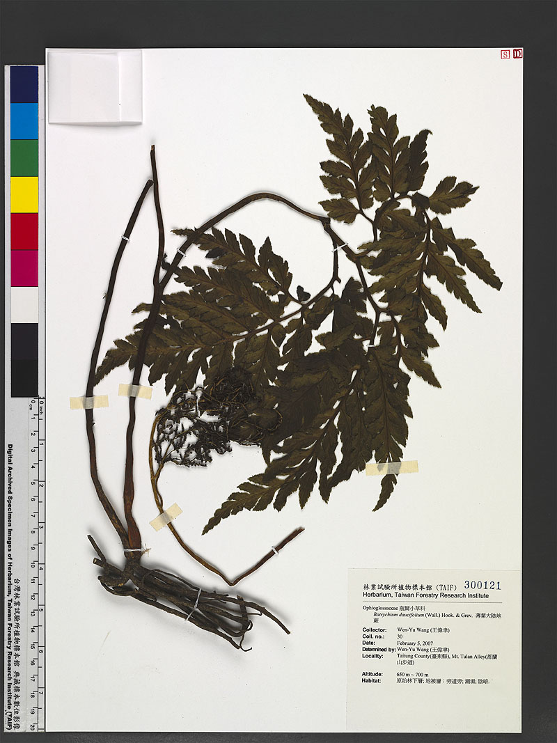 Botrychium daucifolium Wall. ex Hook. & Grev. 薄葉大陰地蕨