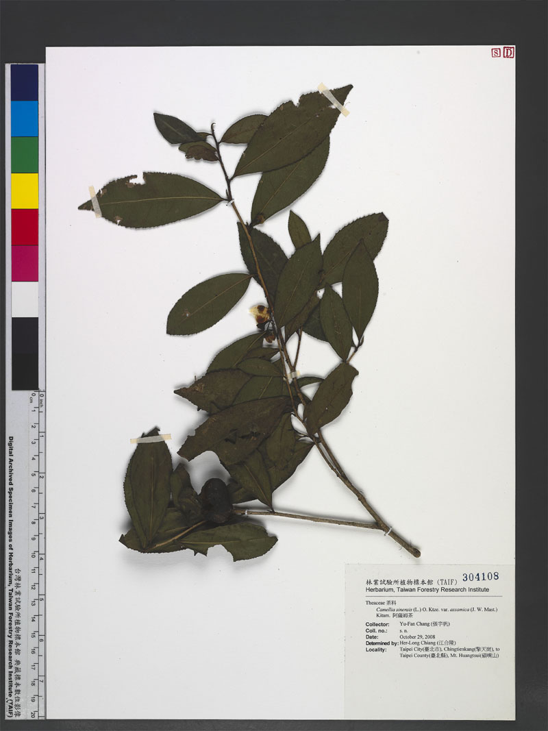 Camellia sinensis (L.) O. Ktze. var. assamica (J. W. Mast.) Kitam. 阿薩姆茶
