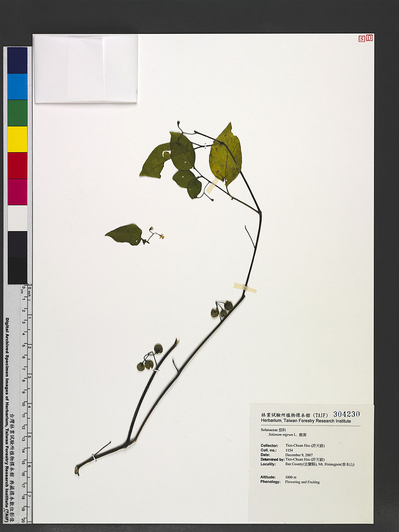 Solanum nigrum L. 龍葵