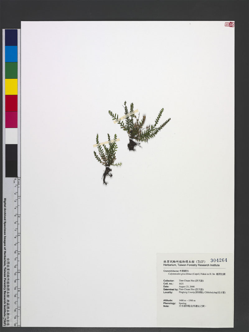 Calymmodon gracillimus (Copel.) Nakai ex H. Ito 姬荷包蕨