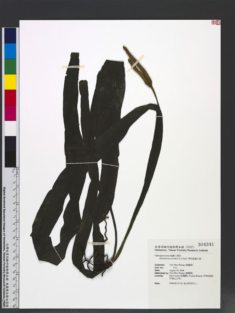 Ophioderma pendula (L.) C. Presl 帶狀瓶爾小草