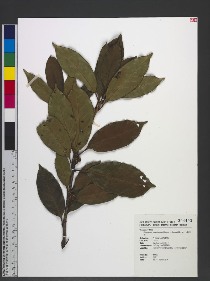 Osmanthus marginatus (Champ. ex Benth.) Hemsl. 小葉木犀
