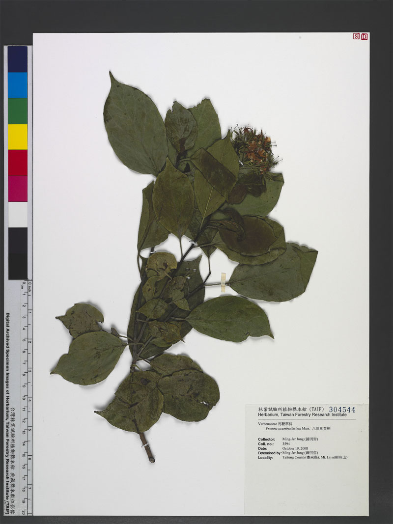Premna acuminatissima Merr. 八脈臭黃荊