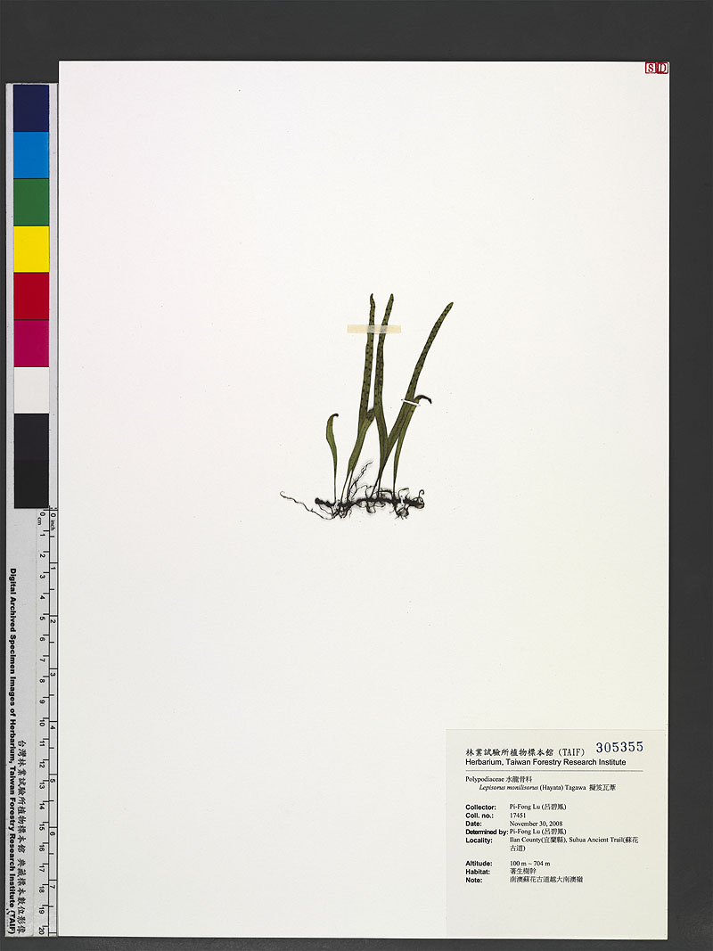 Lepisorus monilisorus (Hayata) Tagawa 擬笈瓦葦