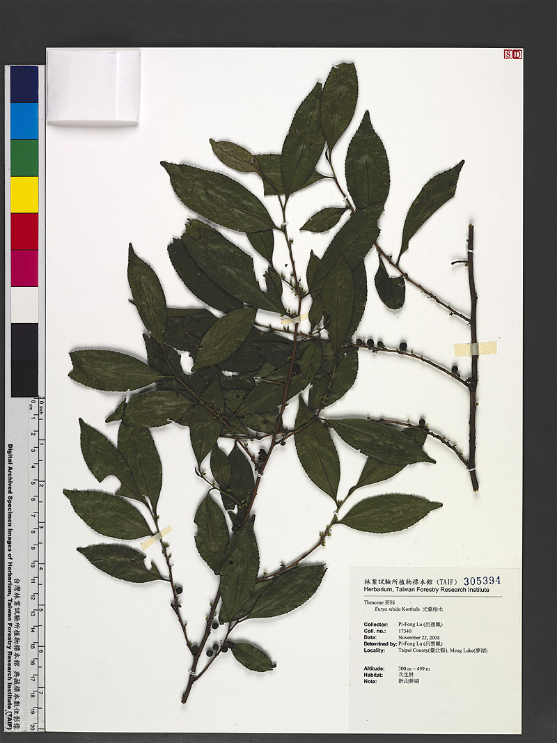 Eurya nitida Korthals 光葉柃木