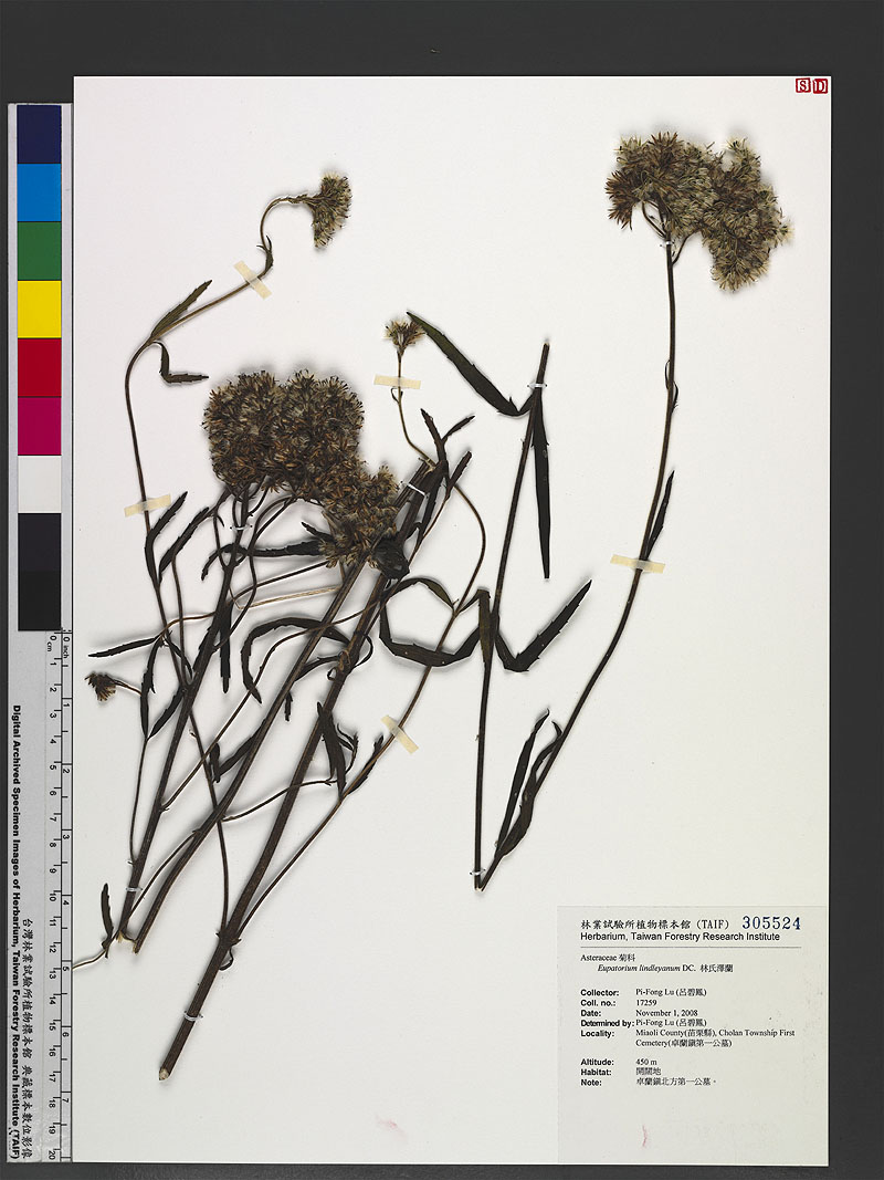 Eupatorium lindleyanum DC. 林氏澤蘭