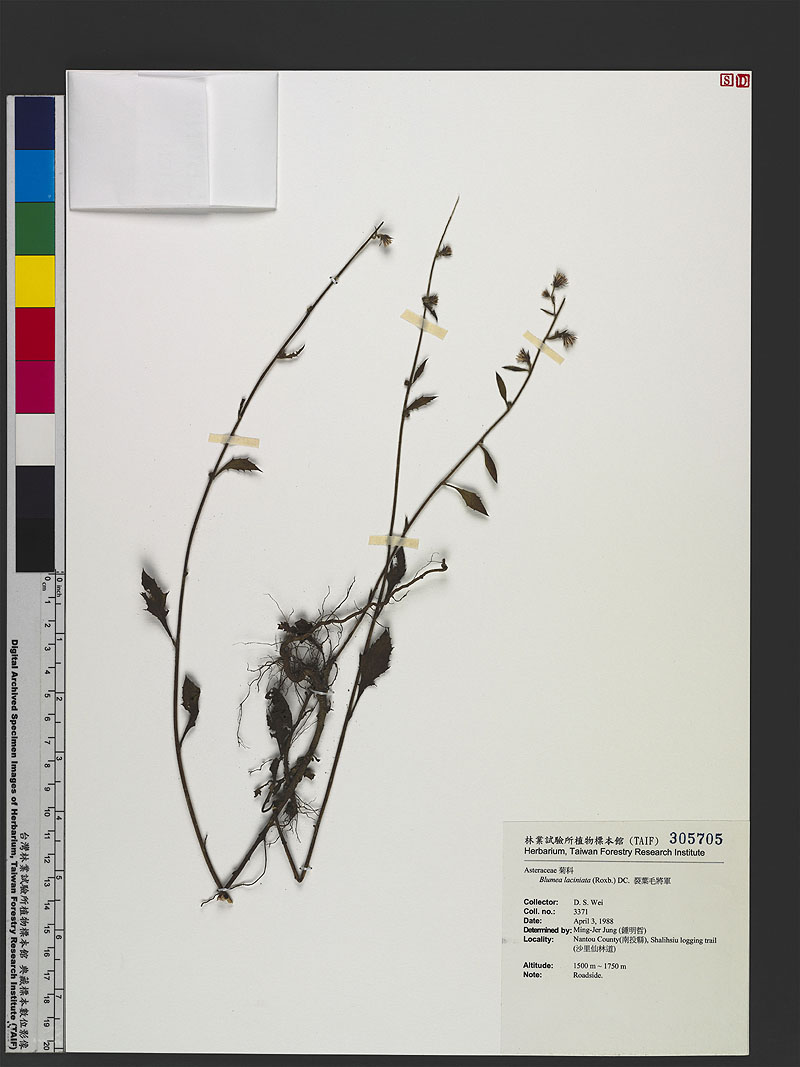 Blumea laciniata (Roxb.) DC. 裂葉毛將軍