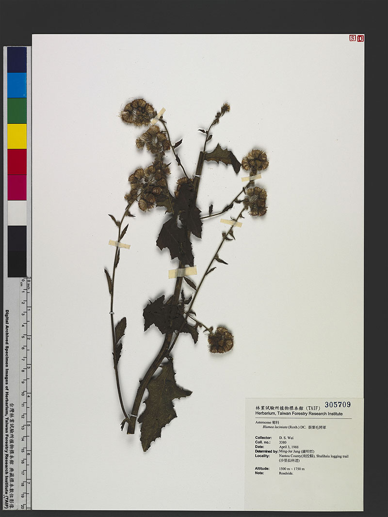 Blumea laciniata (Roxb.) DC. 裂葉毛將軍