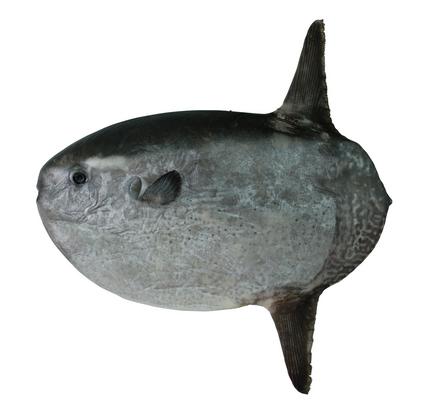 中文種名:翻車魨學名:Mola mola俗名:曼波(môa-pò)俗名（英文）:Ocean sunfish