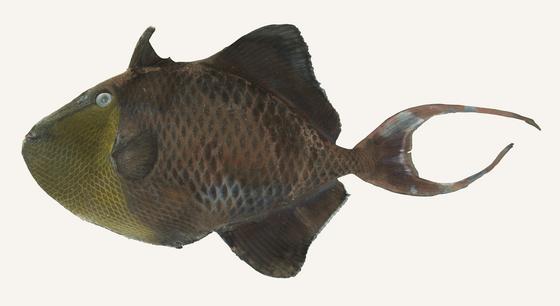中文種名:紅牙鱗魨學名:Odonus niger俗名:剝皮竹(pak-phê-tek)　俗名（英文）:Redtoothed triggerfish