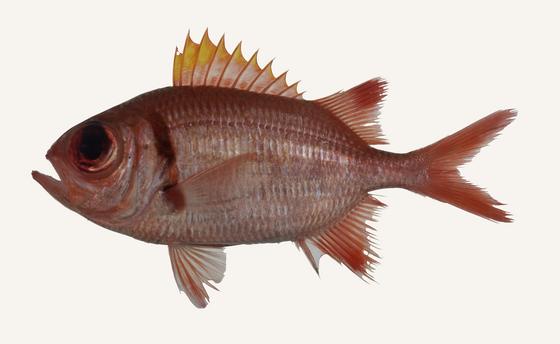 中文種名:康德松毬學名:Myripristis kuntee俗名:鐵甲兵(thih-kah-phian）俗名（英文）:Shoulderbar soldierfish