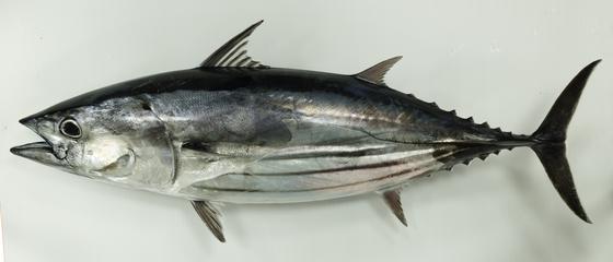 中文種名:正鰹學名:Katsuwonus pelamis俗名:卓鯤(toh-kùn)俗名（英文）:Skipjack tuna