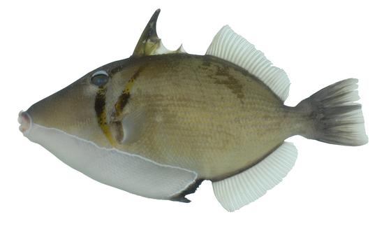 中文種名:鼓氣鱗魨學名:Sufflamen bursa俗名:剝皮竹(pak-phê-tek)　俗名（英文）:Boomerang triggerfish