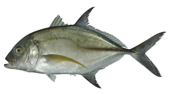 中文種名:藍鰭鰺學名:Caranx melampygus俗名:甘仔魚( kam-á-hî )俗名（英文）:Bluefin trevally
