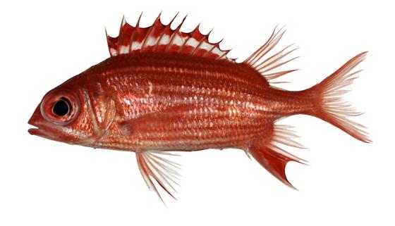 中文種名:銀帶棘鱗魚學名:Sargocentron ittodai俗名:鐵甲兵(thih-kah-phian）俗名（英文）:Samurai squirrelfish