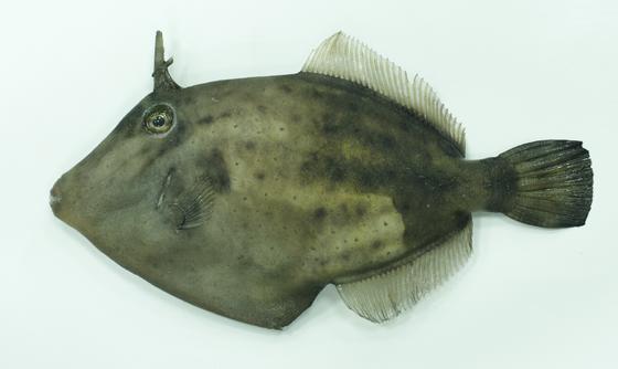 中文種名:斑刺鼻單棘魨學名:Cantherhines fronticinctus俗名:剝皮竹(pak-phê-tek)俗名（英文）:Spectacled filefish