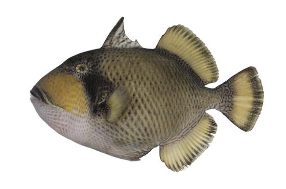 中文種名:褐擬鱗魨學名:Balistoides viridescens俗名:剝皮竹(pak-phê-tek)　俗名（英文）:Titan triggerfish