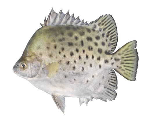中文種名:金錢魚學名:Scatophagus argus俗名:變身苦(piàn-sin-khó)俗名（英文）:Spotted scad