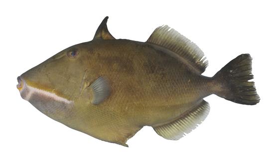 中文種名:黃紋鼓氣鱗魨學名:Sufflamen fraenatum俗名:剝皮竹(pak-phê-tek)　俗名（英文）:Masked triggerfish